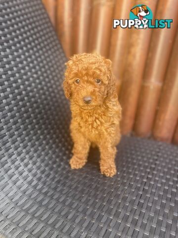 Pure Breed Ruby Red Toy Poodles