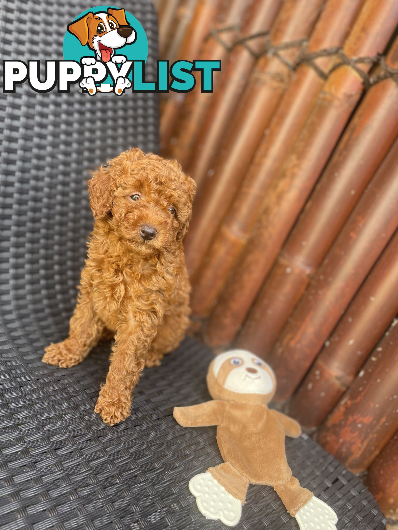 Pure Breed Ruby Red Toy Poodles