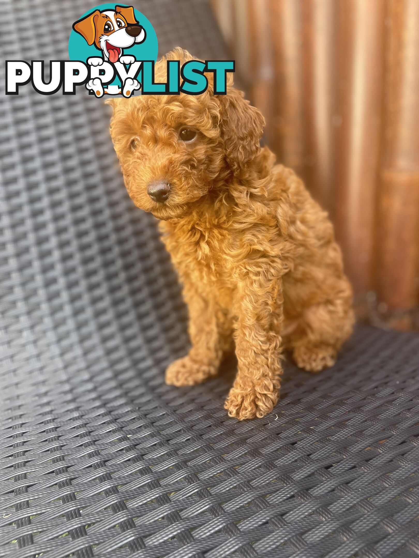 Pure Breed Ruby Red Toy Poodles