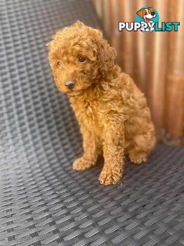 Pure Breed Ruby Red Toy Poodles