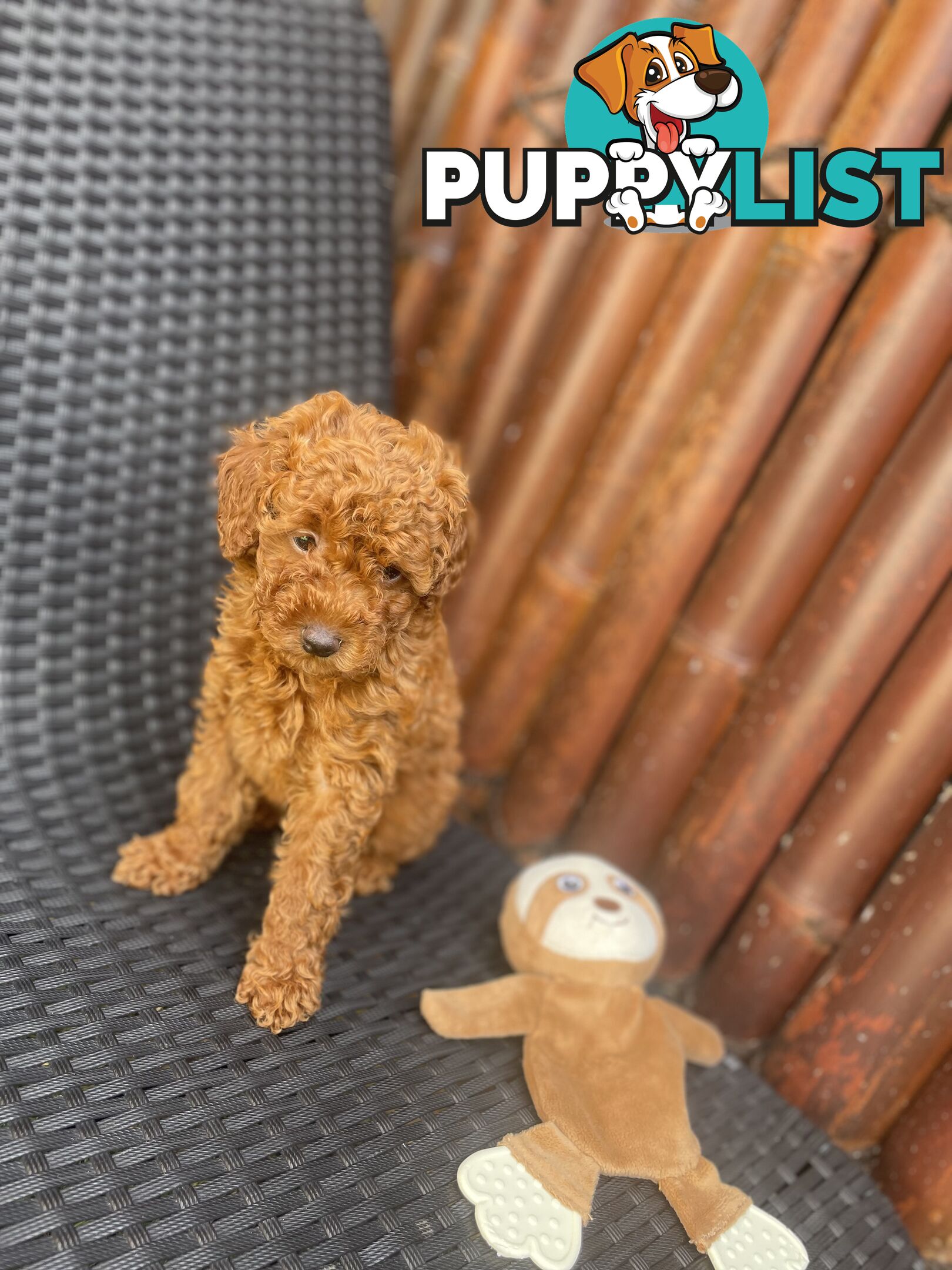 Pure Breed Ruby Red Toy Poodles