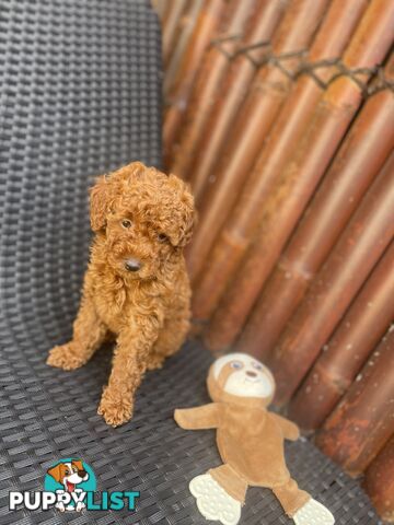 Pure Breed Ruby Red Toy Poodles