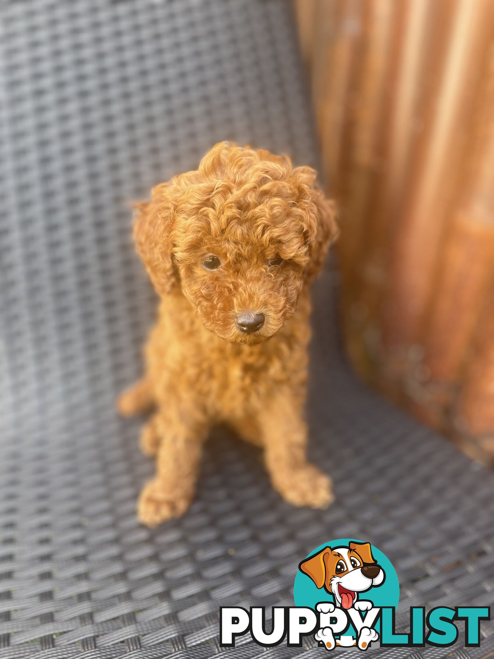 Pure Breed Ruby Red Toy Poodles