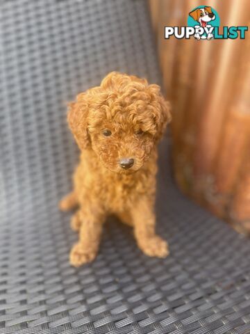 Pure Breed Ruby Red Toy Poodles