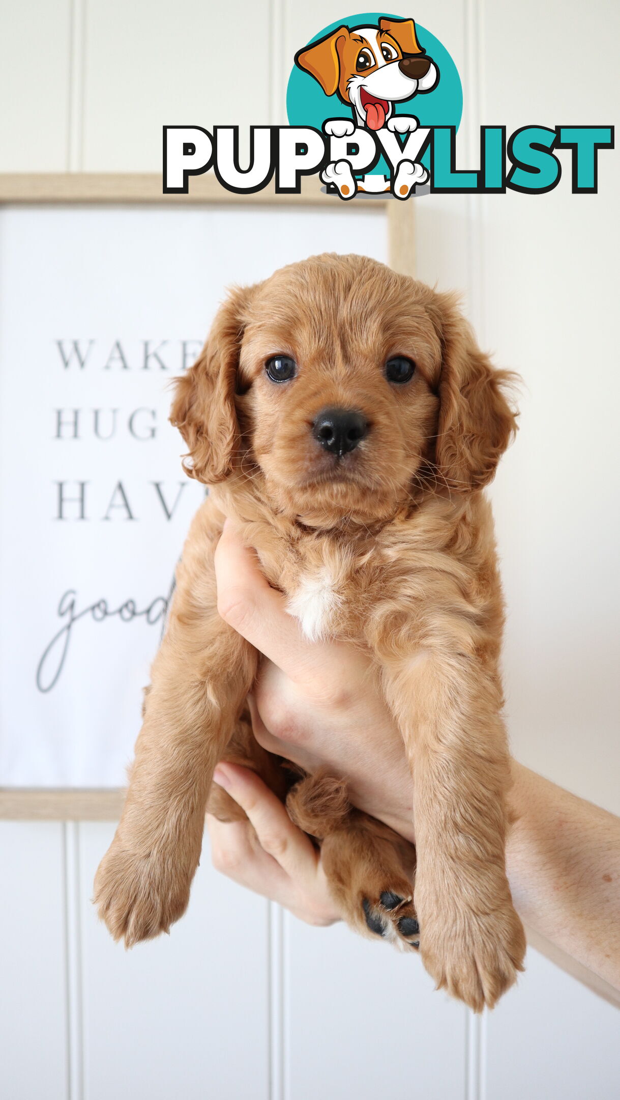 F1B Cavoodle Puppies – Meet Our Gorgeous Litter!