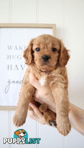 F1B Cavoodle Puppies – Meet Our Gorgeous Litter!