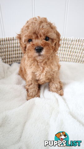 Cavoodle Puppies – Available Now