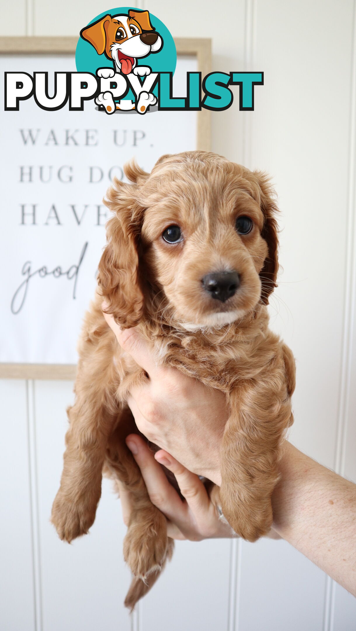 F1B Cavoodle Puppies – Meet Our Gorgeous Litter!