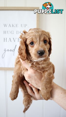 F1B Cavoodle Puppies – Meet Our Gorgeous Litter!