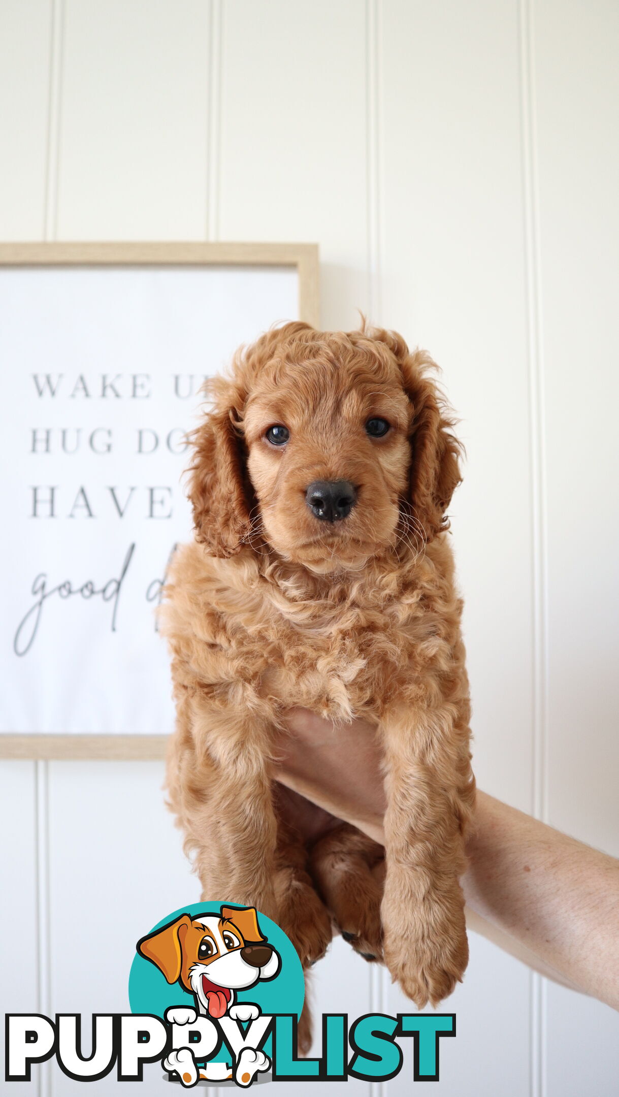 F1B Cavoodle Puppies – Meet Our Gorgeous Litter!