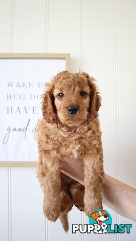 F1B Cavoodle Puppies – Meet Our Gorgeous Litter!