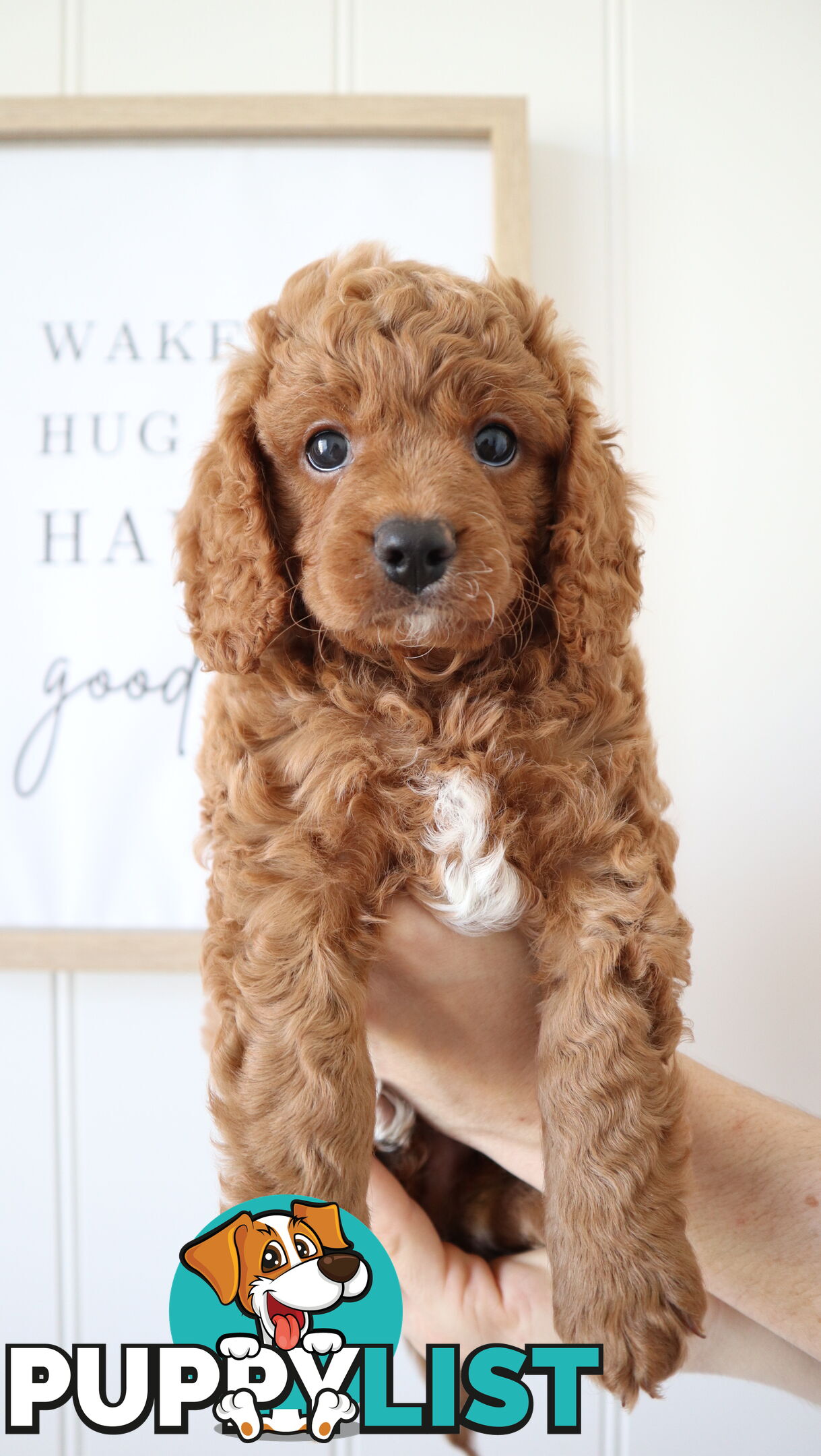 F1B Cavoodle Puppies – Meet Our Gorgeous Litter!