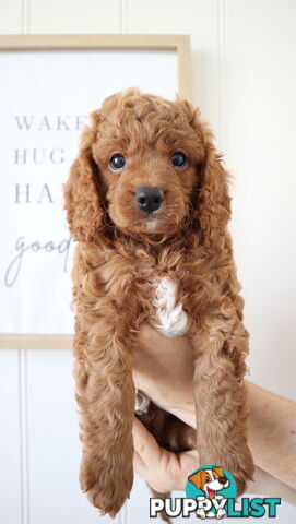 F1B Cavoodle Puppies – Meet Our Gorgeous Litter!