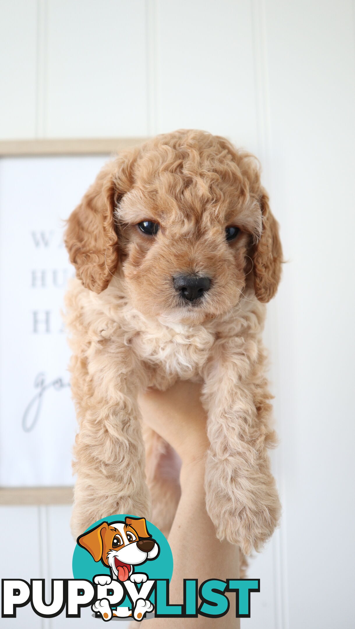 F1B Cavoodle Puppies – Meet Our Gorgeous Litter!