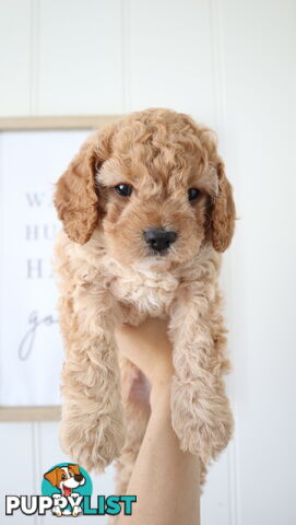 F1B Cavoodle Puppies – Meet Our Gorgeous Litter!