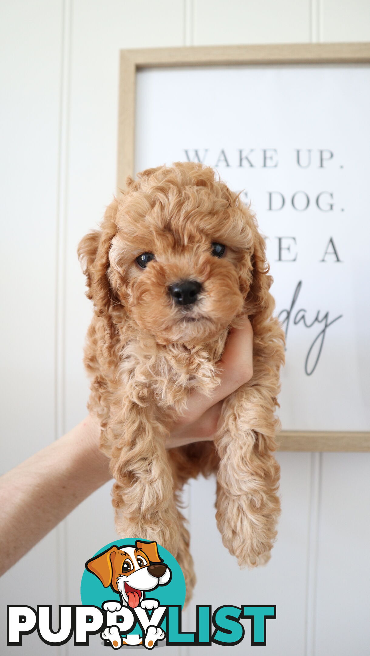 F1B Cavoodle Puppies – Meet Our Gorgeous Litter!