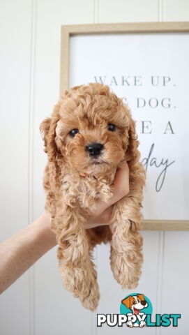 F1B Cavoodle Puppies – Meet Our Gorgeous Litter!