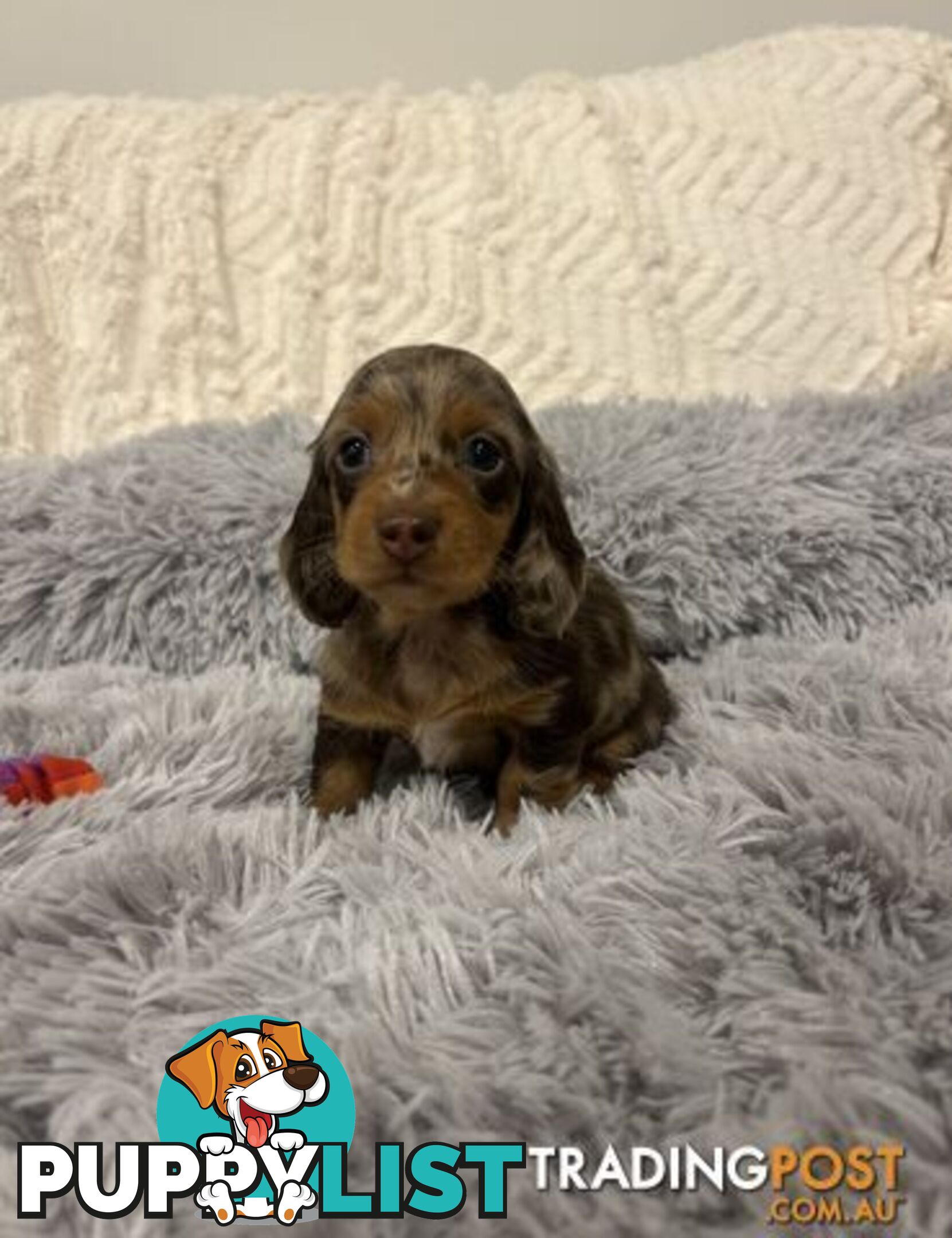 Purebred Miniture Dachshund Puppies 🤎