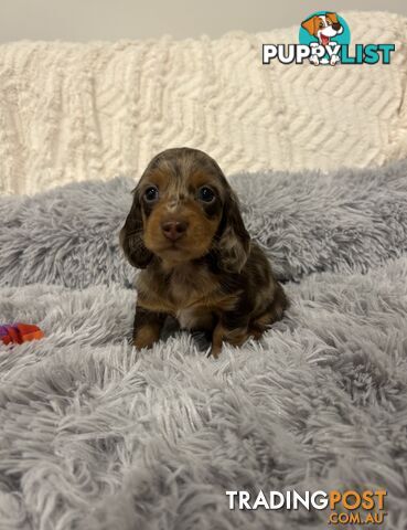 Purebred Miniture Dachshund Puppies 🤎