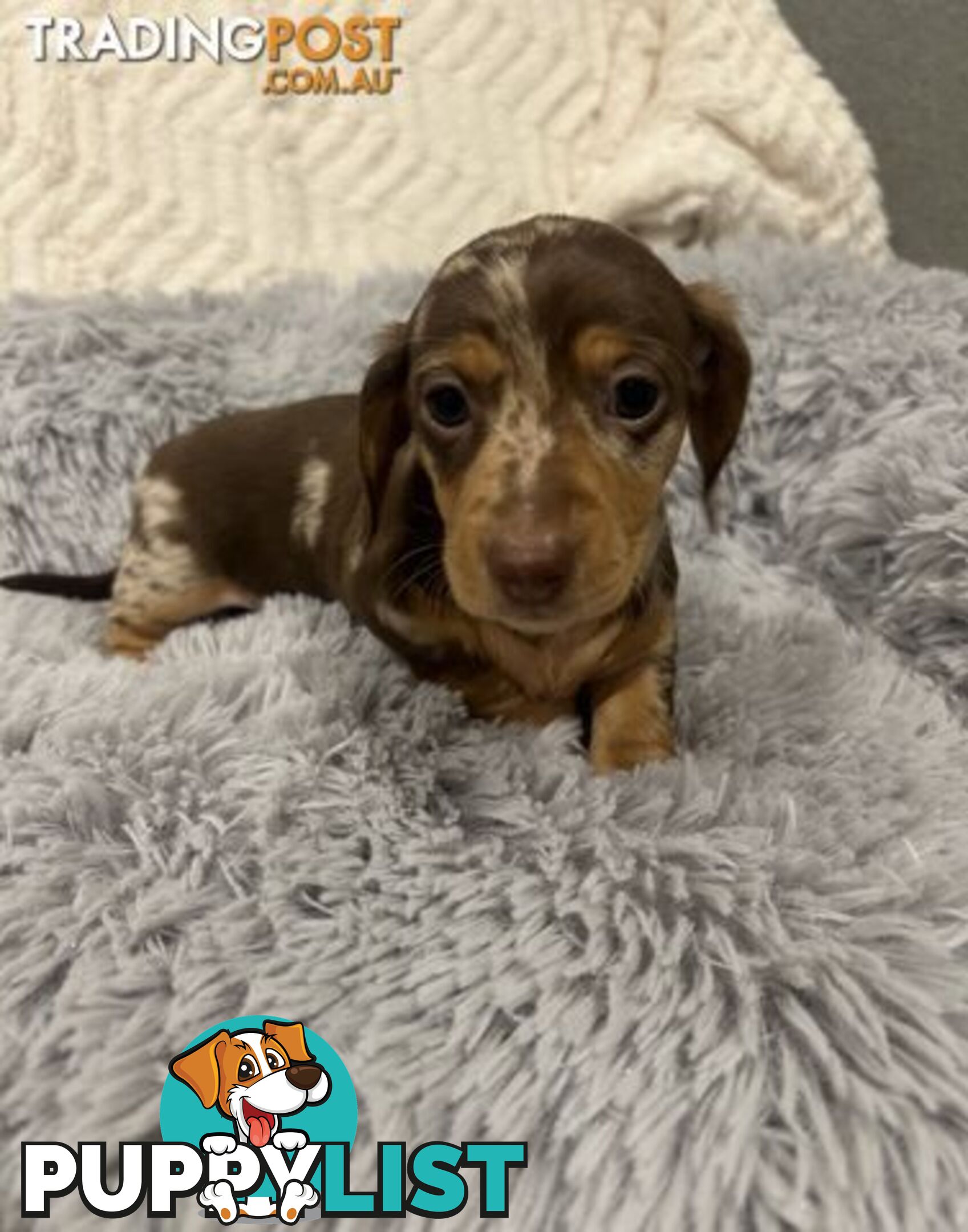 Purebred Miniture Dachshund Puppies 🤎