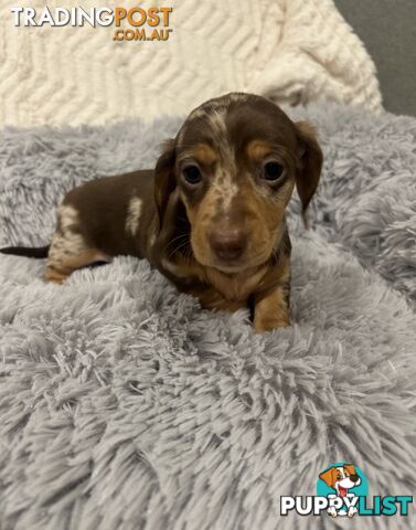 Purebred Miniture Dachshund Puppies 🤎