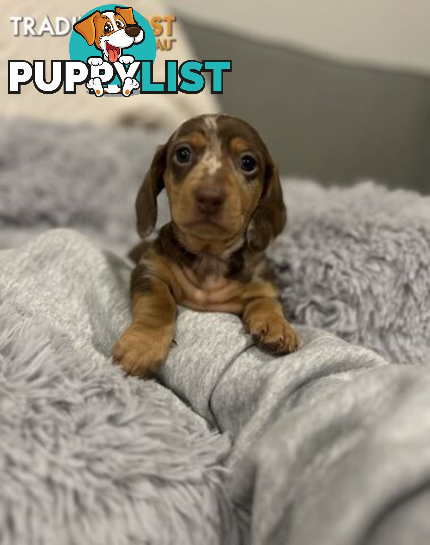 Purebred Miniture Dachshund Puppies 🤎