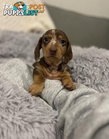 Purebred Miniture Dachshund Puppies 🤎