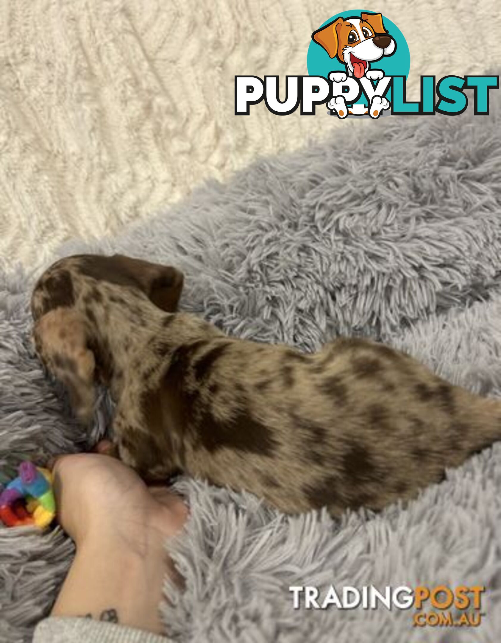 Purebred Miniture Dachshund Puppies 🤎