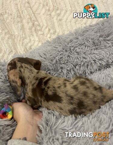 Purebred Miniture Dachshund Puppies 🤎