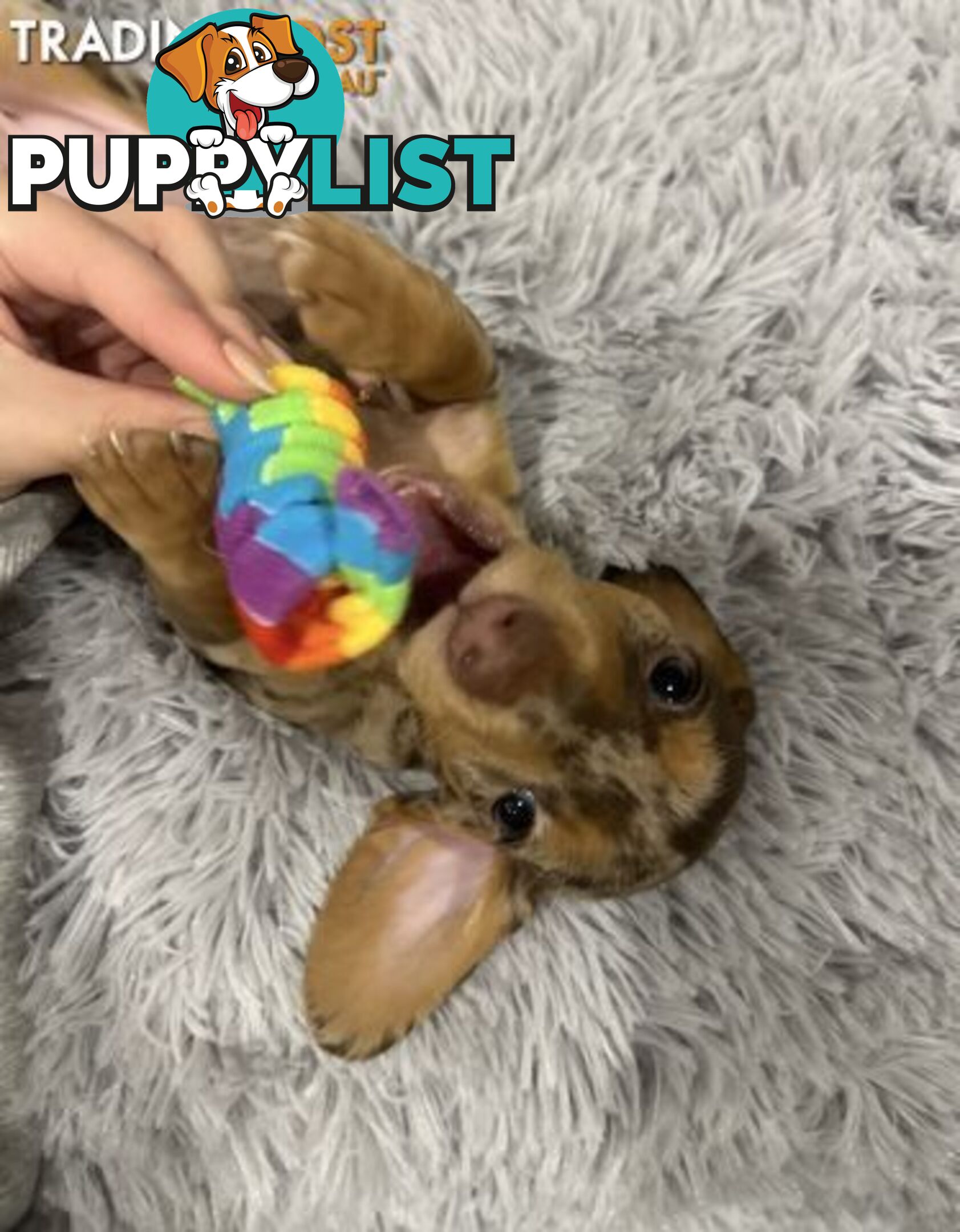 Purebred Miniture Dachshund Puppies 🤎