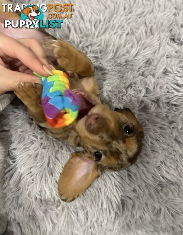 Purebred Miniture Dachshund Puppies 🤎