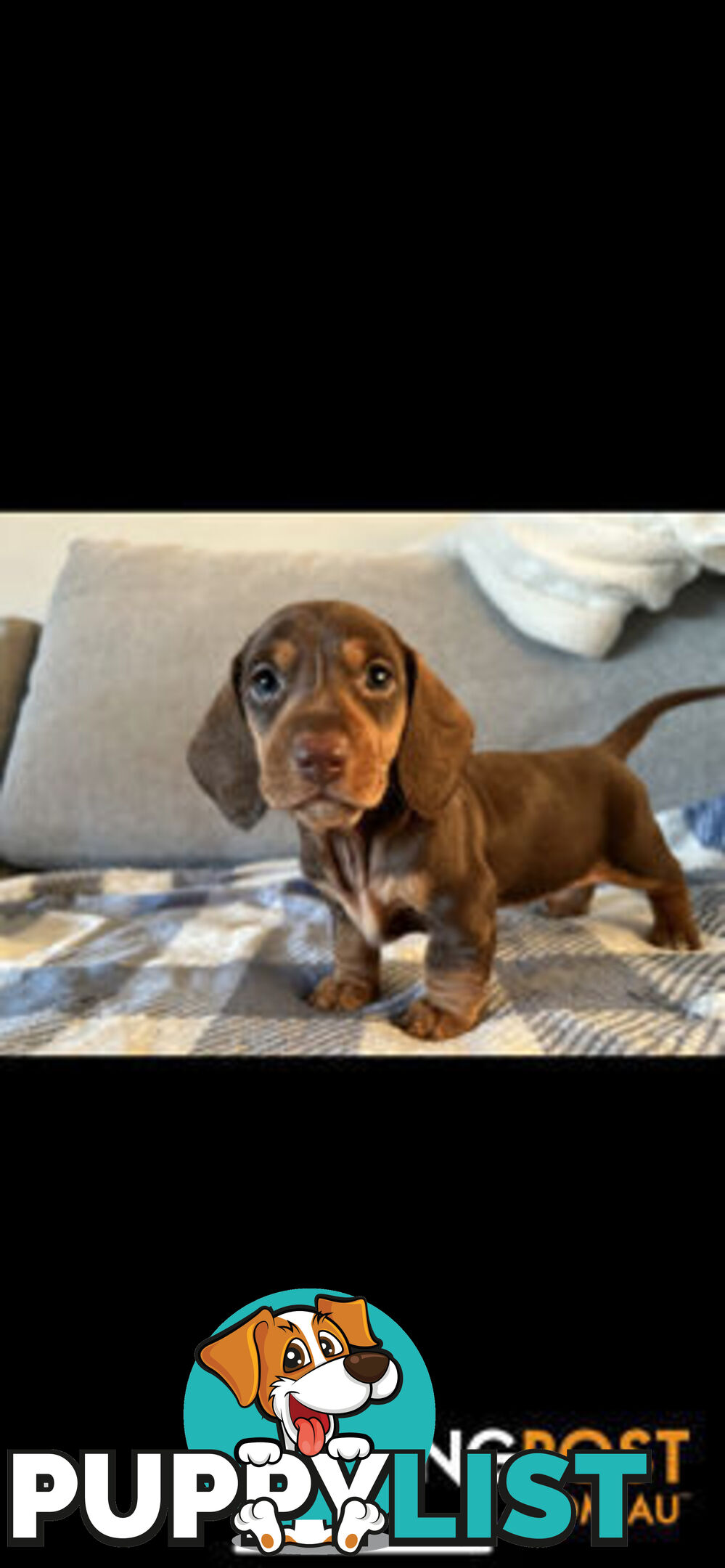 Purebred Miniture Dachshund Puppies 🤎