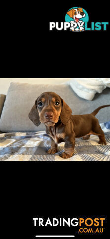 Purebred Miniture Dachshund Puppies 🤎