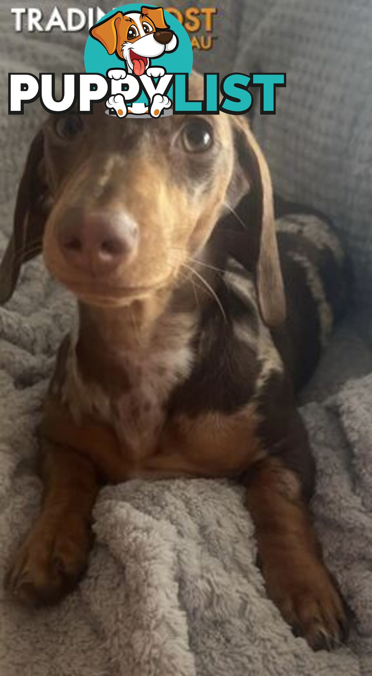 Purebred Miniture Dachshund Puppies 🤎