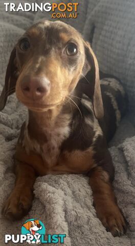 Purebred Miniture Dachshund Puppies 🤎