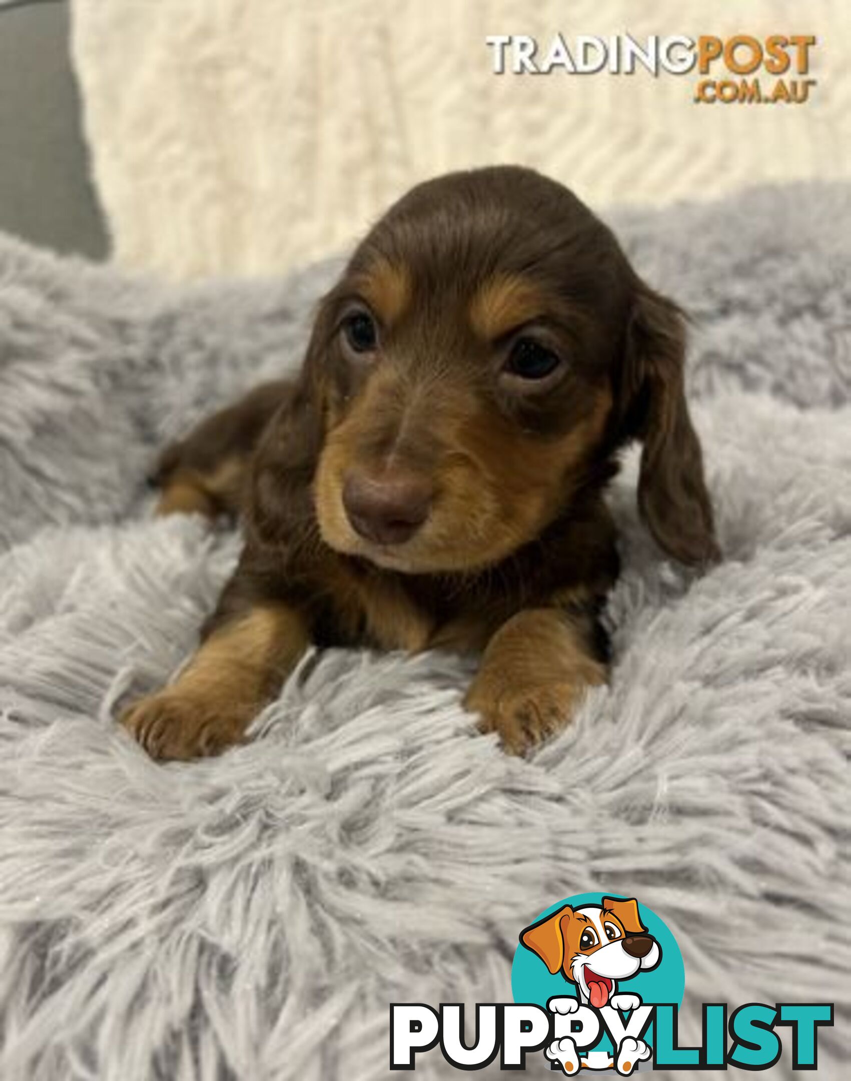 Purebred Miniture Dachshund Puppies 🤎