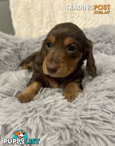 Purebred Miniture Dachshund Puppies 🤎