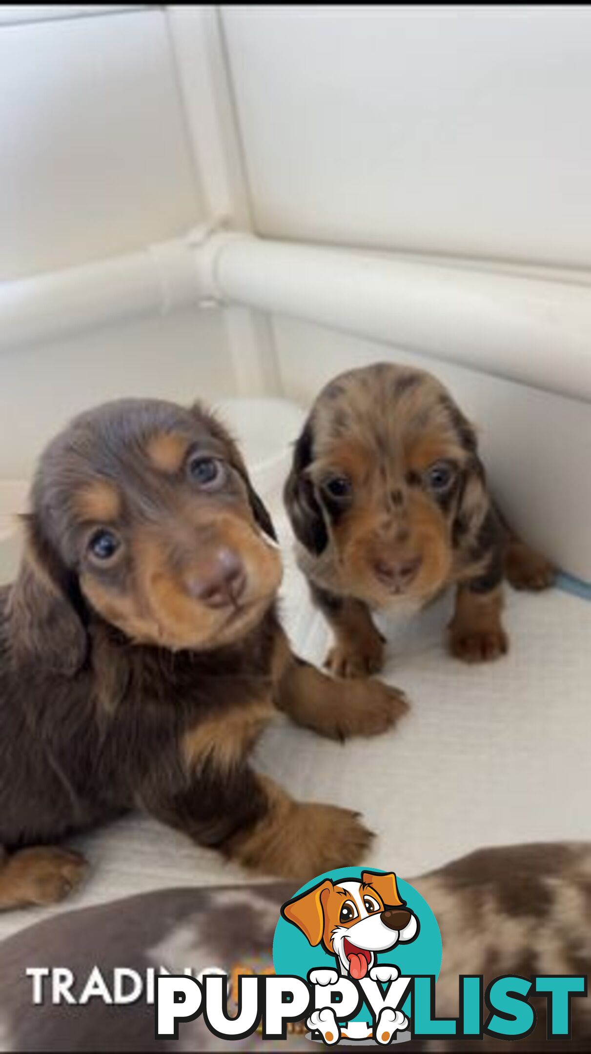 Purebred Miniture Dachshund Puppies 🤎