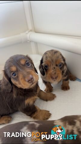 Purebred Miniture Dachshund Puppies 🤎