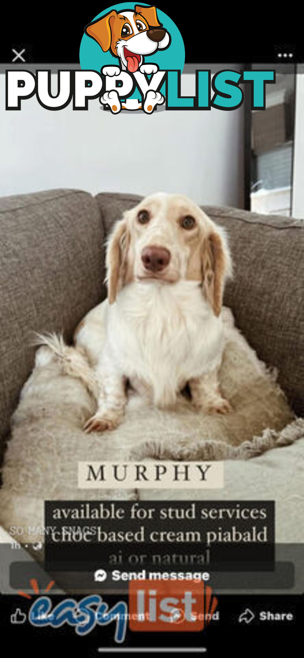 Purebred Miniature Dachshund Puppies