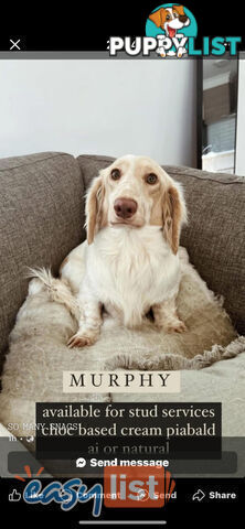 Purebred Miniature Dachshund Puppies