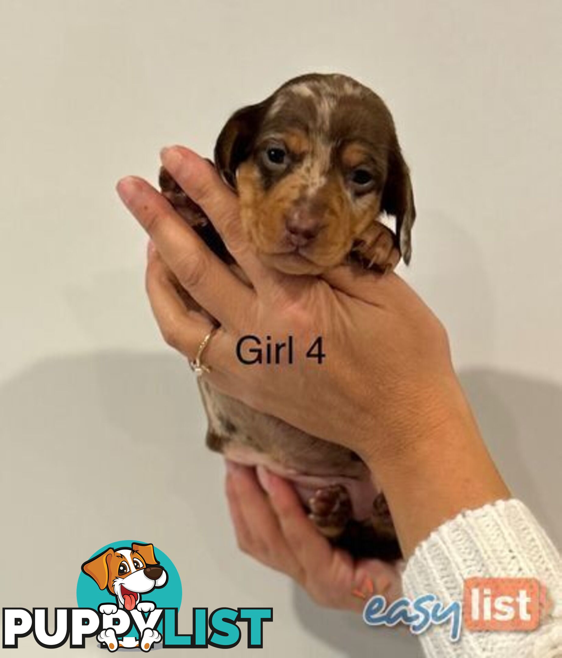 Purebred Miniature Dachshund Puppies