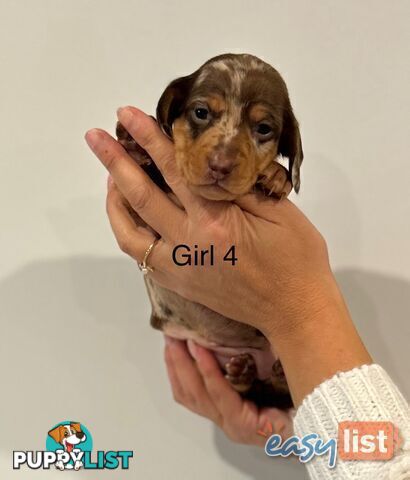 Purebred Miniature Dachshund Puppies