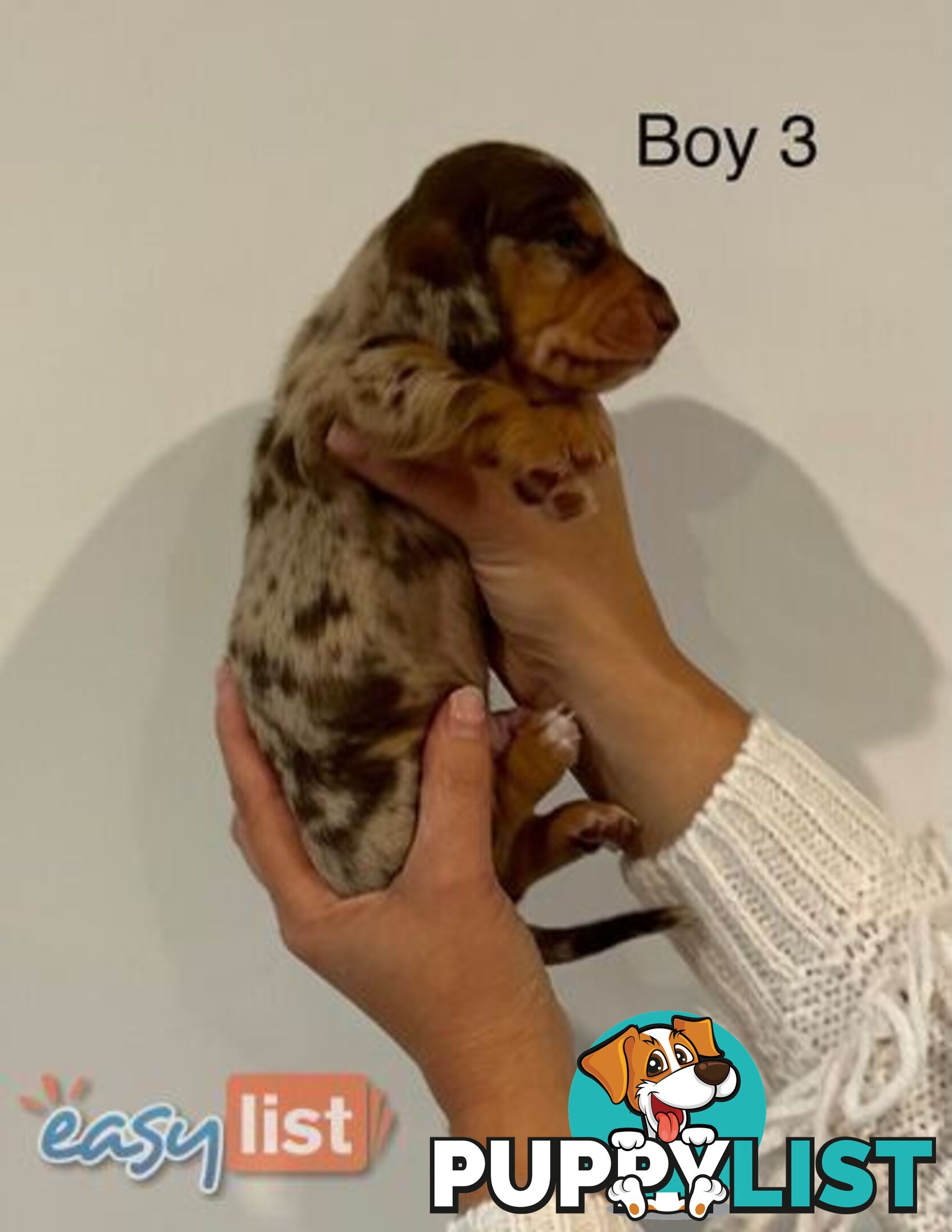 Purebred Miniature Dachshund Puppies
