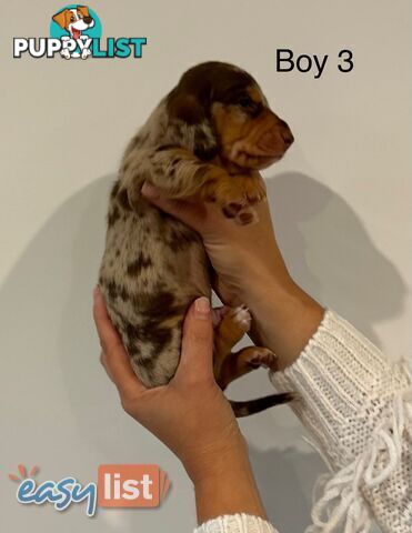 Purebred Miniature Dachshund Puppies