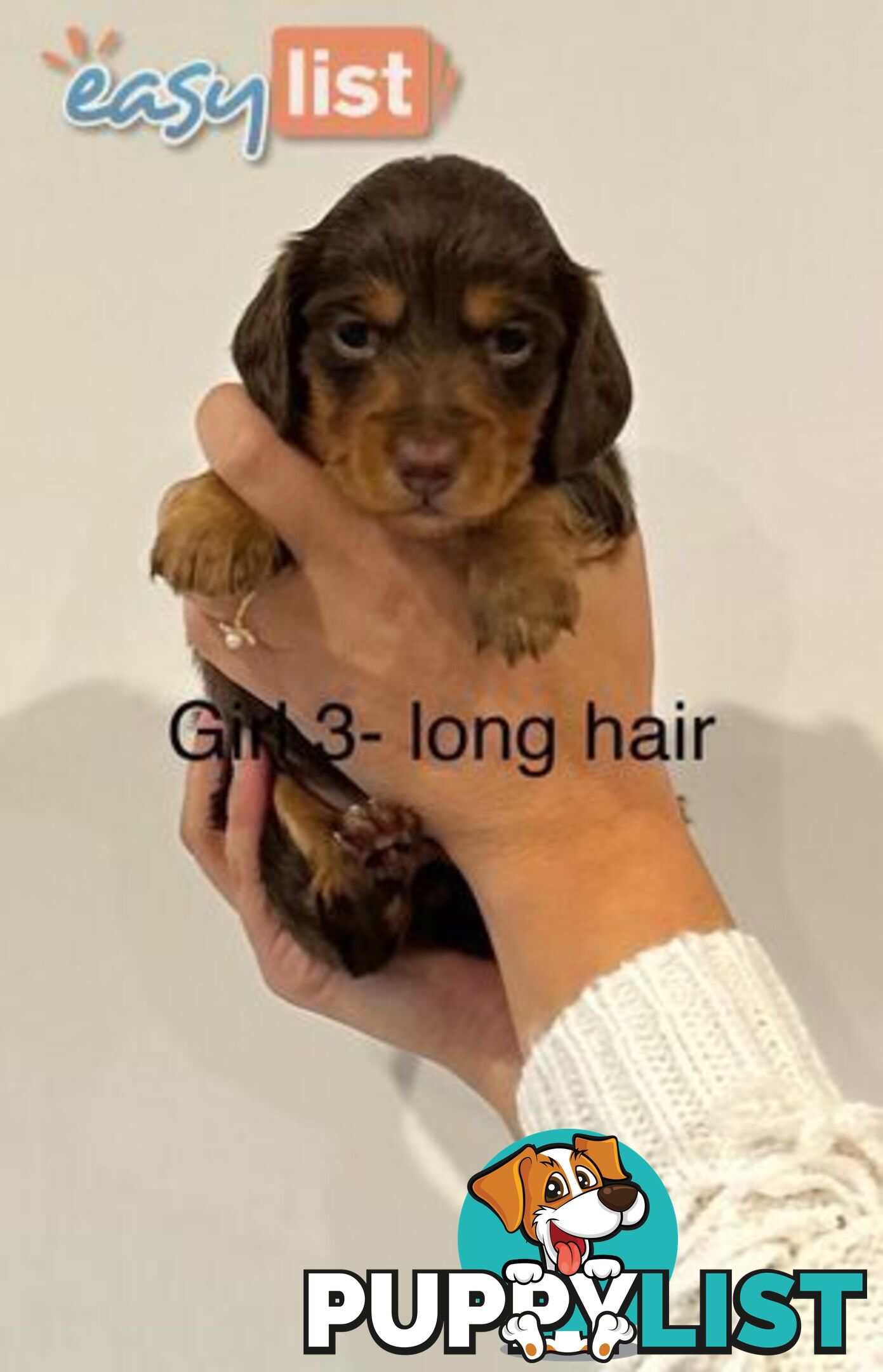 Purebred Miniature Dachshund Puppies