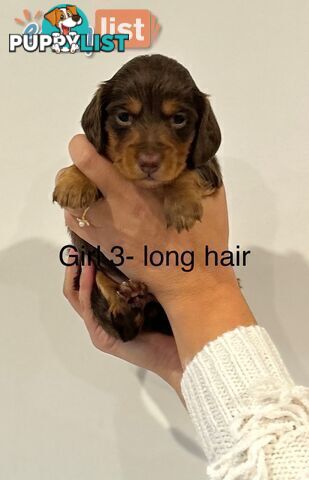 Purebred Miniature Dachshund Puppies