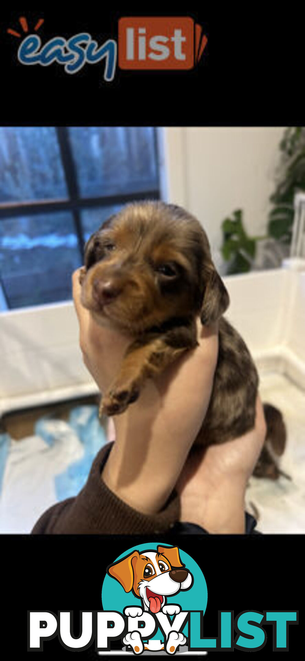 Purebred Miniature Dachshund Puppies