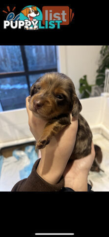 Purebred Miniature Dachshund Puppies