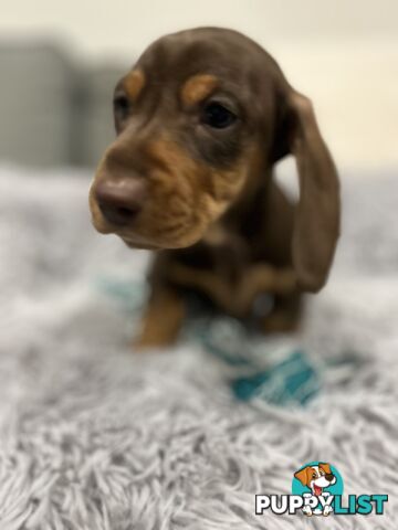 Purebred Miniature Dachshund Puppies